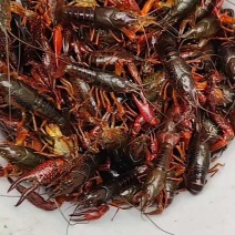 洪湖清水小龙虾，蟹塘虾价格详谈每日行情波动1-2元