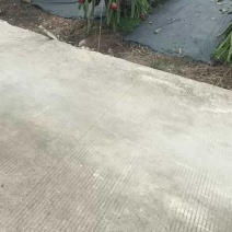 火龙果基地
