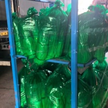 蒜苔精品红帽蒜苔大量现货，超市，电商市场支持各种包装！