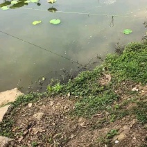 湖北潜江藕带，鲜藕带藕长子藕稍子，现采现发，全国对接