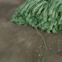 加工厂豆角大量有货，多规格供应。