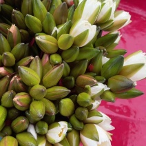 现采新鲜荷花花苞睡莲花苞基地批发现采现发