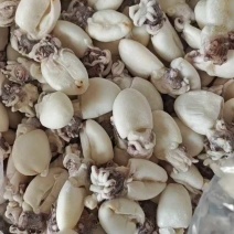 干冰墨鱼籽支持捞汁小海鲜，货源充足价格平稳欢迎大家咨询