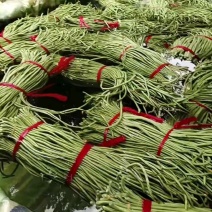 河南安阳长豆角鲜嫩翠绿货量大按需求分拣打包耐运输无虫眼卖相好