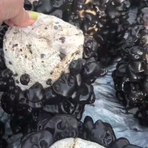 【包邮】优质东北黑木耳，质优价廉，敢比质量，各种规格