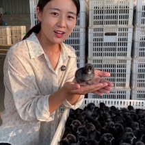 五黑鸡五黑一绿麻羽绿壳蛋鸡厂家源头基地疫苗已做完