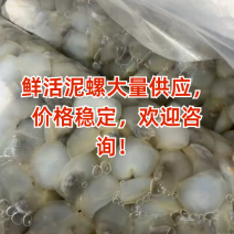 鲜活泥螺吐沙发货新鲜海鲜水产大个泥溜子生泥螺黄泥螺带壳