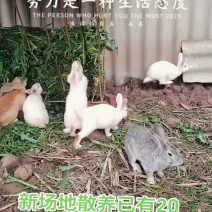 云南散养跑山兔