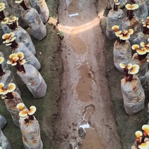 灵芝盆景，活体灵芝，金边灵芝，可观赏可食用，可做灵芝盆景