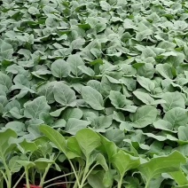 红茄苗广茄苗紫红茄王苗长茄子苗红茄苗免费技术指导包回收