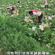 2026年吐鲁番哈蜜瓜新鲜采摘脆甜多汁皮薄产地直发