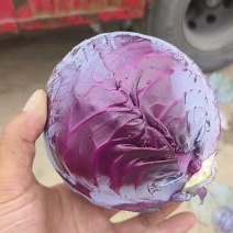 【基地种植】河北紫甘蓝/紫包菜/规格标准可供全国电商超市