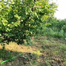 沂蒙山杏有油杏，荷兰香蜜等多个品种需要的老板联系