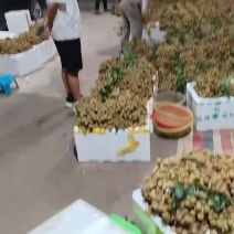 龙眼批发，龙眼代收