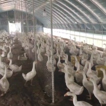7-8斤大鹅200元三只石家庄管送
