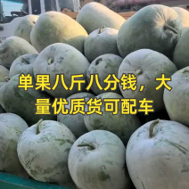 单果八斤，八分钱一斤，大量有货
