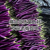 山东兰陵精品红线茄，茄子顺直，色泽光滑，大量供应