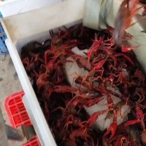 小龙虾，稻田虾，精养虾，原产地小龙虾，一手货源，货发全国