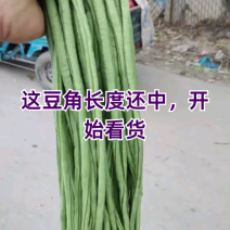 豆角长度中，看货了