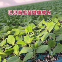 蜜本南瓜苗贝贝南瓜苗板栗南瓜苗免费技术指导包回收