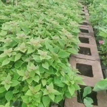 三角梅种苗塔红三角梅云南基地供应塔类勤花品种