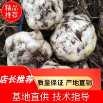 辽宁朝阳百合种球精品百合产地直发一手货源品质保证