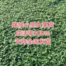 圣女果，各种樱桃番茄苗，基地直发