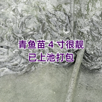 简称黑鲩鱼苗/鱼苗/渔产/，现货足，支持全国发货，