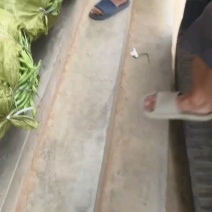 甘肃架豆王豆角大量有货品质优可视频看货