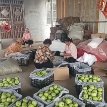山东【华硕苹果】大量上市，产地批发，果园新鲜采摘，保证质