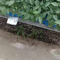 辣椒苗，彩椒苗，螺丝椒苗，薄皮尖椒苗，基地直发