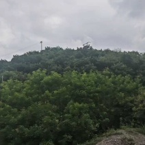 贵州杨梅