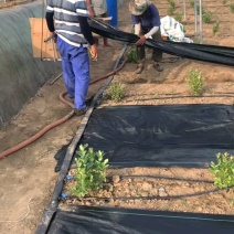 果园用防草布