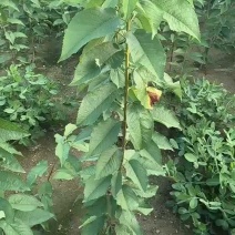 齐早樱桃吉塞拉矮化砧木嫁接4-8樱桃苗斯凯拉雷樱桃苗