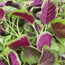 红苋菜头，品质保证，可视频看货，可冷链全国发货，量大从优