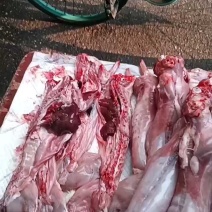 新鲜现杀兔子，批发价，可发冷链