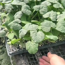 绿皮西葫芦苗法拉利西葫芦苗法拉帝绿盛西葫芦嫁接苗包回收