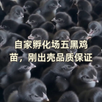 五黑鸡五黑一绿麻羽绿壳蛋鸡厂家源头基地疫苗已做完