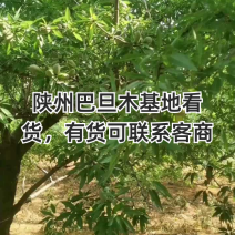 鲜巴旦木
