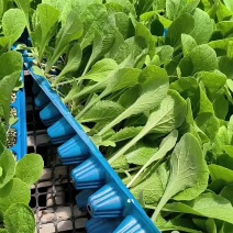 黄心白菜苗小白菜苗青杂三号白菜苗免费技术指导包回收