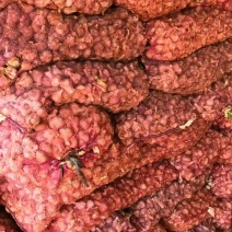 红根蒜苗催芽蒜种保证质量全国发货