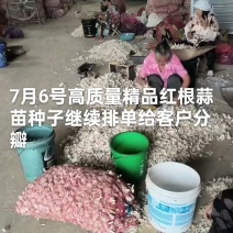 相不中管退货纯手工挑选精品蒜苗种子，寒蒜种子，叶绿根红，