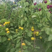 延安市黄龙县山区荷兰香蜜杏/海拔1500米果型好甜度高