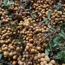 广东不同品种龙眼上市，直供电商，市场，工厂，商超量大从优