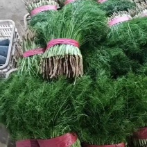 茴香25~30cm产地代办托运可精加工等一条龙服务