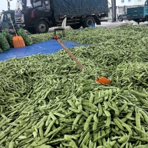 吉林油豆角大量供应，产地直发