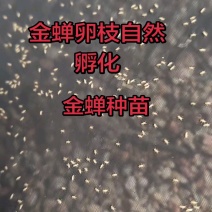 金蝉种苗25.9元一克，包活爬叉种子，基地直供，技术指导