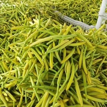 大白条黄花菜