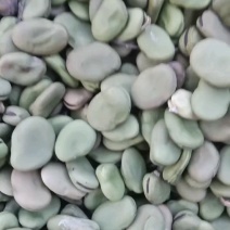 商丘干蚕豆米！