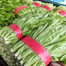 油麦菜30~35厘米以上有专业打包工人可提供打冷